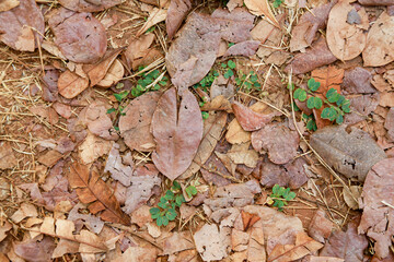 leaves on the ground