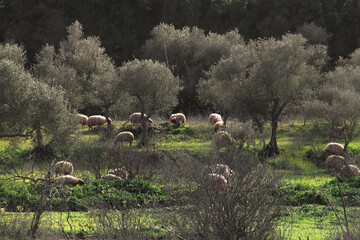 Sheep Grazing in Olive Tree Grove
