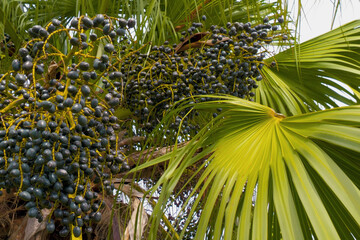 Fototapeta premium Close up of oval shape dark blue fruits on tree called livistona chinensis. Chinese fan palm with berry fruit sways on wind, closeup. Fruits of a palm tree, specie Livistona benthamii, bottoml view.