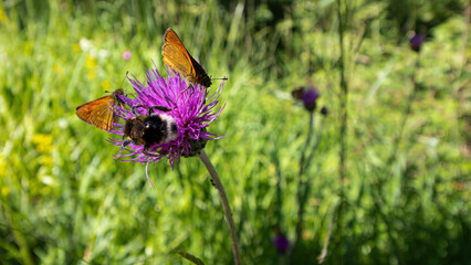 Disteln mit Schmetterling und Hummel