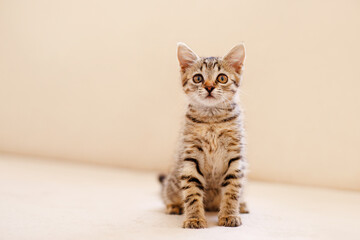 A little striped kitten sits on a cozy beige couch and stares with big eyes. Home comfort concept