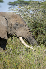 African Elephant (Loxodonta africana) eating from acacia tree, Ngorongoro conservation area,...