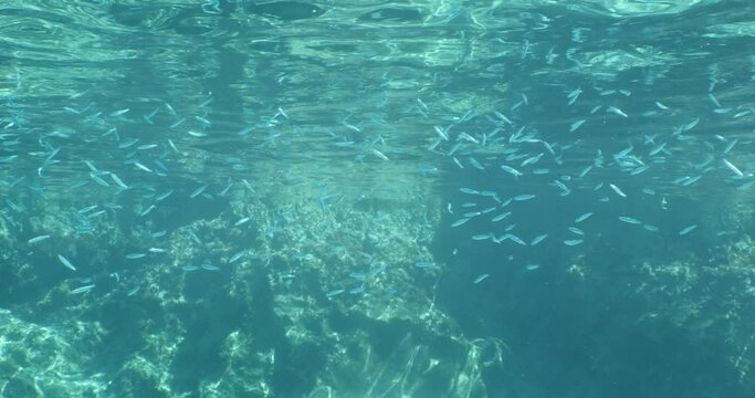 silversides underwater silverside fish school  behaviour backgrounds Atherina boyeri)