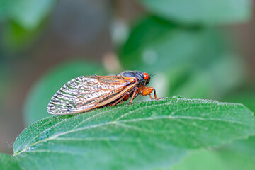 Adult Cicada Climbs on a Leaf - obrazy, fototapety, plakaty