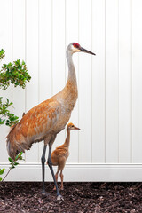 Fototapeta premium Sandhill Crane and Its Colt Standing In Front of White Fence.