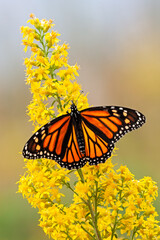 Monarch Butterfly on a Goldenrod Flower