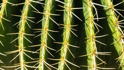 Full frame closeup of cactus