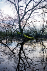 Bemooster Baum in einem kleinen Waldsee