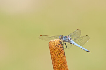 Blue dasher dragonfly, Pachydiplax longipennis.