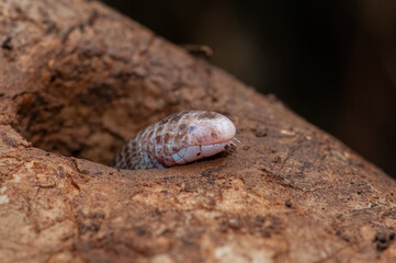 European blind snake in its natural habitat. Xerotyphlops vermicularis.