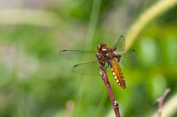 A beautiful picture of a female broadbodied chaser. Libellula depressa sitting on the top of a branch.