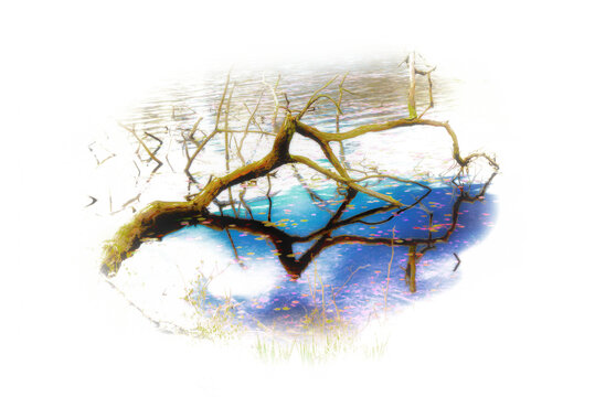 High-key image of a fallen tree in a pond in Upstate NY. The reflection on the water adds a mirror effect to this surreal image. A Minimalist image of a tree branch over water. Oil paint effect added
