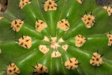 Green cactus with thorns macro with overhead view from above horizontal