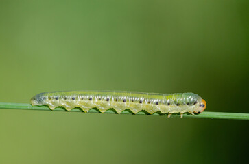 A green caterpillar on a plant branch. Valerian Sawfly, Macrophya albocincta.