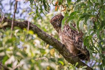 Brown Fish Owl - Ketupa zeylonensis, beautiful large own hiding inside tree, living in South Asian woodlands close to lakes and rivers, Nagarahole Tiger Reserve, India. - 762358811