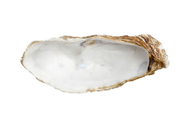 Oyster shell on empty background