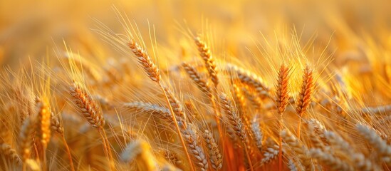 Obraz premium Barley Field