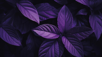 Aerial Shot of Violet Leaves Background

