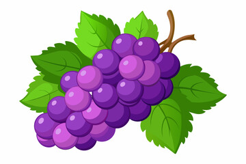 grape vector illustration