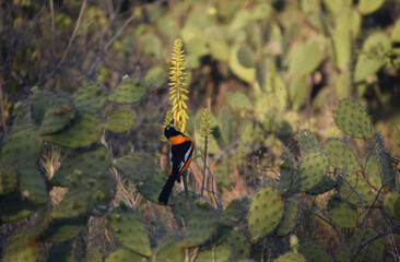 Troupial on a Flowering Yellow Aloe Plant
