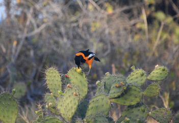 Tropical Troupial Bird on a Prickly Pear Cacti