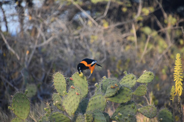 Prickly Pear Cactus with a Troupial Bird on It