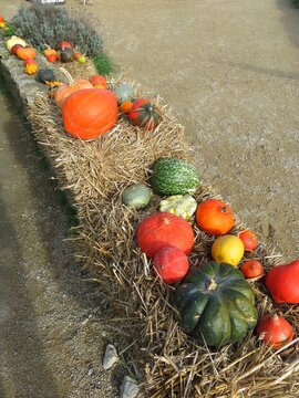 courges