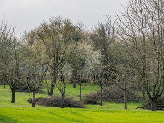 Frisch geschnittene Obstbäume im Frühjahr
