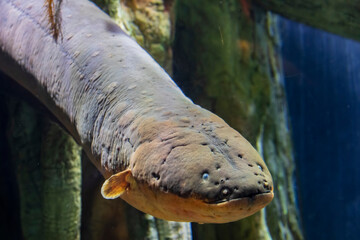 The electric eel (Electrophorus electricus) is a South American electric fish.
It has three pairs...