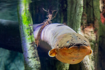 The electric eel (Electrophorus electricus) is a South American electric fish.
It has three pairs...