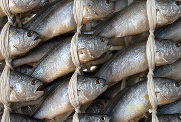 View of drying croakers