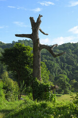 dead tree in the forest