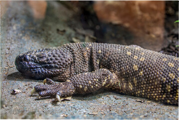 The Mexican beaded lizard (Heloderma horridum) is a species of lizard in the family Helodermatidae,...