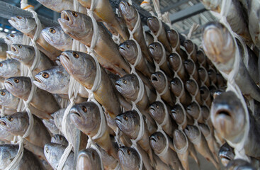 View of drying croakers