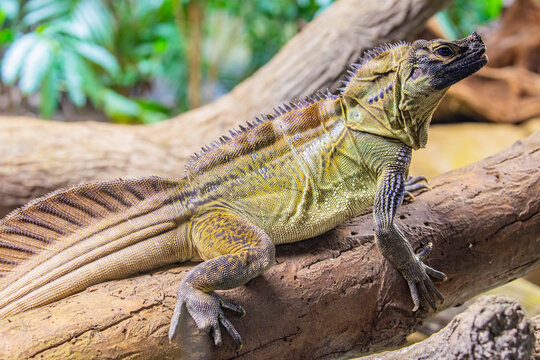 Philippine sailfin lizard (Hydrosaurus pustulatus) is an oviparous lizard endemic to several of the islands that make up the Philippines and is also found in New Guinea and Eastern Indonesia.