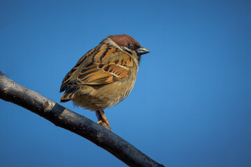 Eurasian tree sparrow sits on a thin branch without leaves on a sunny spring day. Close-up portrait...