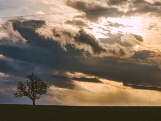 Kahler Baum bei Sonnenuntergang