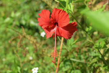 red hibiscus flower in spring