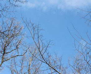 Multiple tree branches abstract background, leafless tree branches against the blue sky