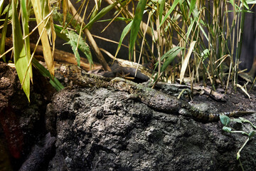 Chinese Crocodile Lizards on rocks