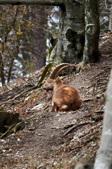 Capricorn sitting in the forest