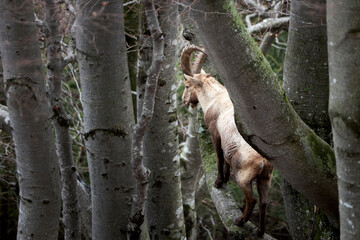 Capricorn on the lookout on a tree branch