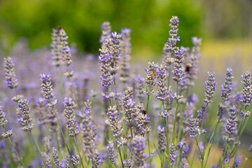 Growing a lavender cropin rows in a beautiful field. Purple lavender