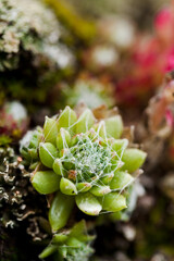 Plantes de montagnes