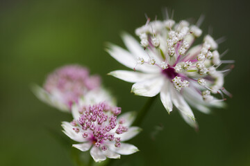 Plantes de montagnes