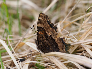Large Tortoiseshell Butterfly Resting with its Wings Closed