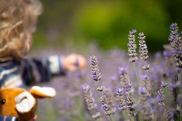 toddler picking flowers in a garden Growing a lavender crop in a beautiful field. Purple lavender...