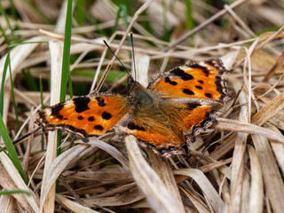 Large Tortoiseshell Butterfly Resting with its Wings Open