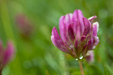 Plantes de montagnes