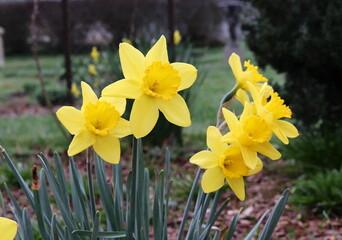 Obraz premium yellow daffodils in spring